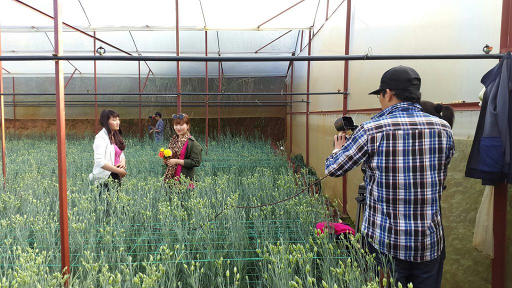 Hoa cẩm chướng Đà Lạt tại trang trại Hoa tươi Đà Lạt Tinh Hoa đang quay phim lên sóng HTVC