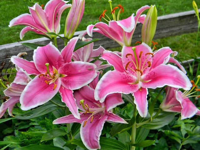 Hoa Ly Đà Lạt là 1 loại hoa đẹp, thơm mát và tươi lâu 