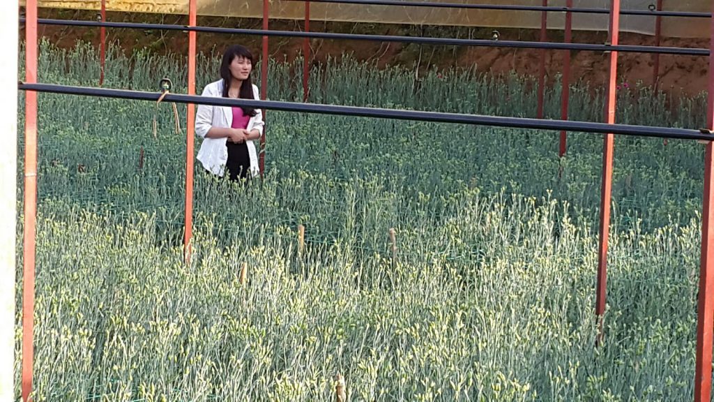 Hoa cẩm chướng Đà Lạt tại trang trại Hoa tươi Đà Lạt Tinh Hoa đang chuẩn bị quay phim lên sóng HTVC