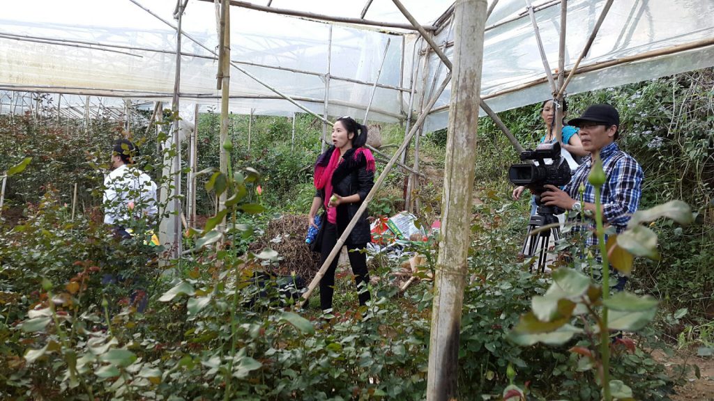 Hoa Hồng Đà Lạt tại trang trại Hoa tươi Đà Lạt Tinh Hoa đang quay phim lên sóng HTVC
