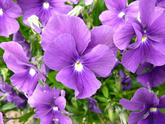 hoa-violet-hoatuoidalat123