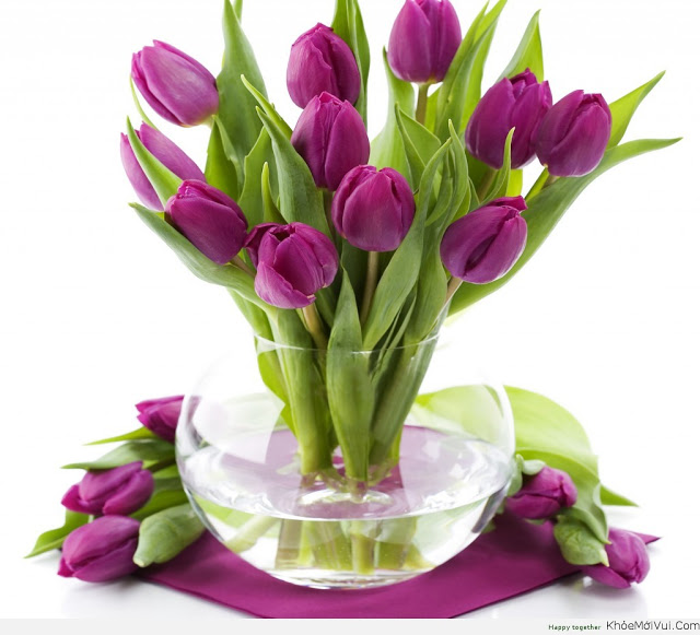 Kinh nghiệm bán hoa tươi: Chăm sóc hoa tulip