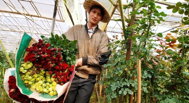 Kinh nghiệm bán hoa tết: Chăm sóc hoa hồng