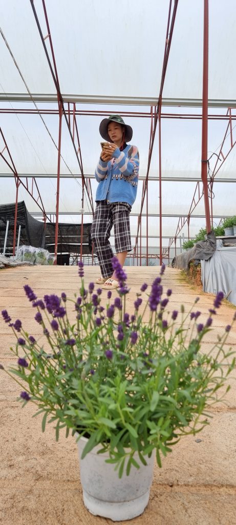 Hoa lavender đà lạt