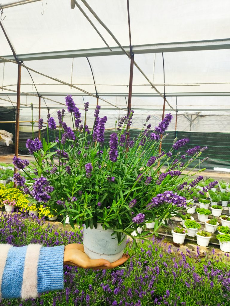 Hoa Lavender Chậu Đà Lạt