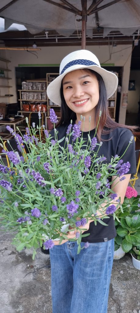 Hoa lavender đà lạt