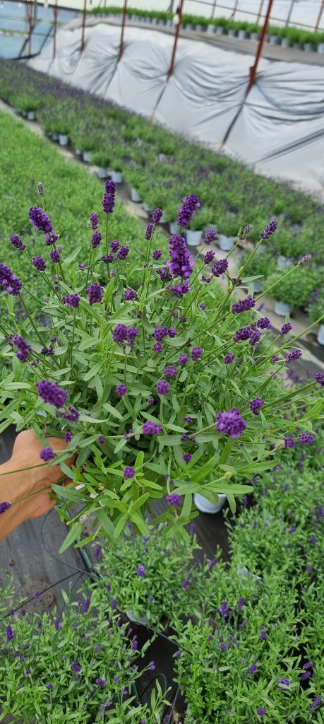 Hoa lavender đà lạt