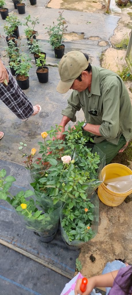 Quy trình đóng gói hoa hồng siêu nụ