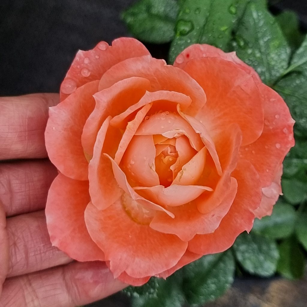 HOA HỒNG NGOẠI  Apricot Nectar