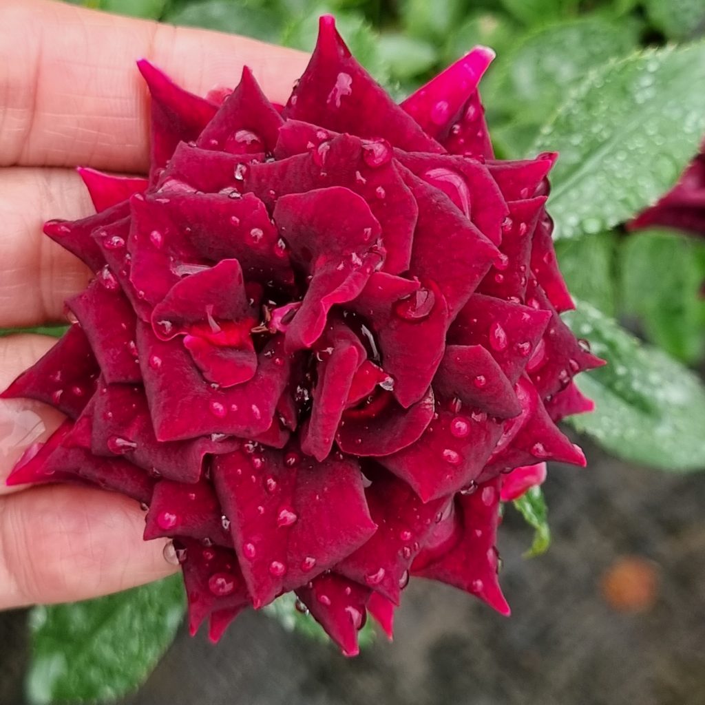 HOA HỒNG NGOẠI Black Baccara