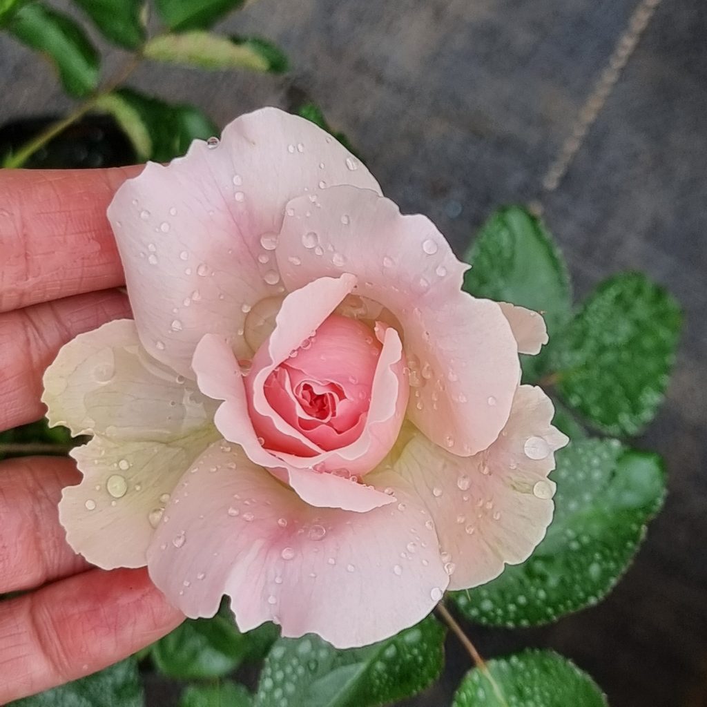 HOA HỒNG NGOẠI Eden-Rose